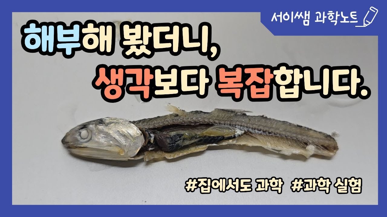 멸치 해부 실험｜그 속엔 우리가 모르는 세계가 있습니다 - YouTube