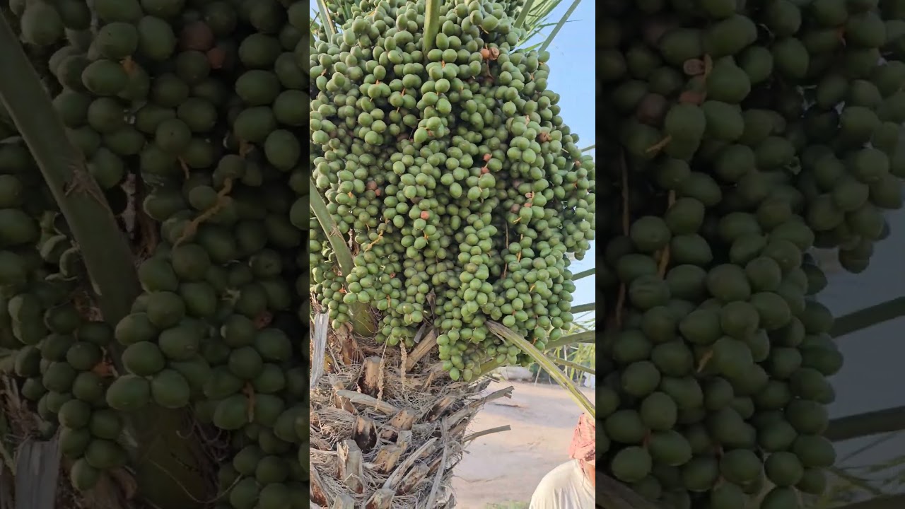 Amazing Dates tree