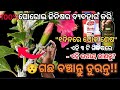 ଘରୋଇ ଜିନିଷର ବ୍ୟବହାର କରି ମନ୍ଦାର ଗଛରୁ ପୋକ ଦୂର କରନ୍ତୁ। #𒆜foryou @namitaskitchengarden9693