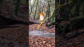 Download Lagu The beautiful singing of a nightingale and the sound of a stream in the forest for relaxation. MP3