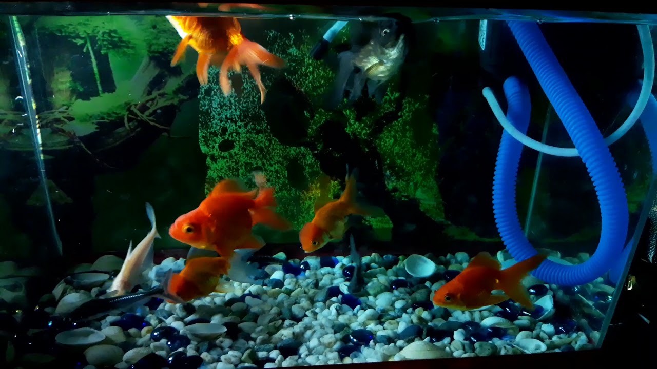 Goldfish Hammerhead And Janitor Fish In One Aquarium YouTube goldfish-hammerhead-and-janitor-fish-in-one-aquarium-youtube