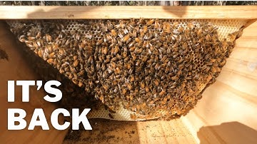Three Shakes of Bees Saved My #Topbar Hive From Certain Death | Aussiebeekeeping | 23-2-2023