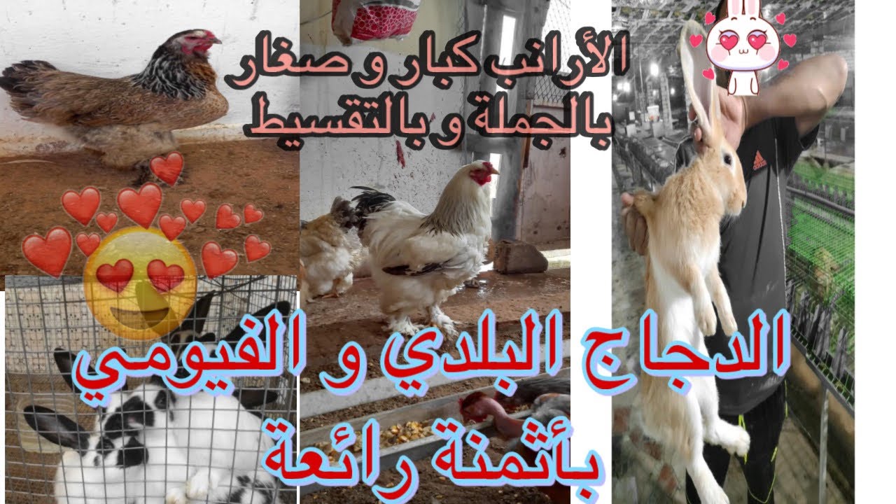 جولة في سوق تيزنيت لبيع الدواجن ( الأرانب دجاج الفيومي و الديك الرومي و بيضه ) الأثمنة و الأجواء