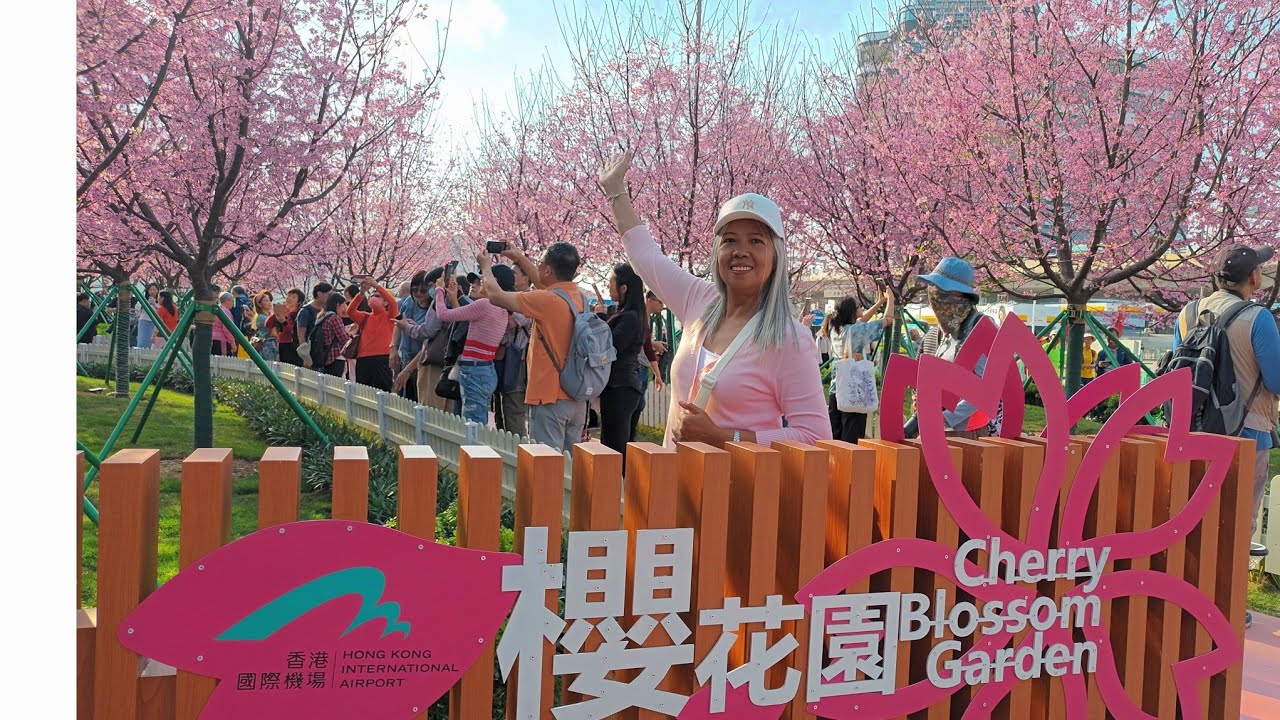 Cherry Blossom at Tung Chung HongKong - YouTube