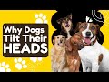 Why Dogs Tilt Their Heads 🐶