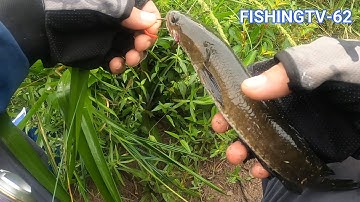 Câu cá lóc Tân Phước - Tiền Giang Tập 1 -  | FISHINGTV-62 | #Caloc62-01