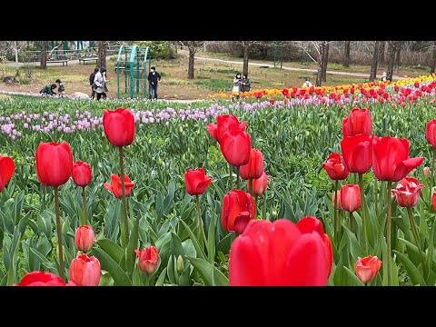 ３万本のチューリップの花でモネの名画再現