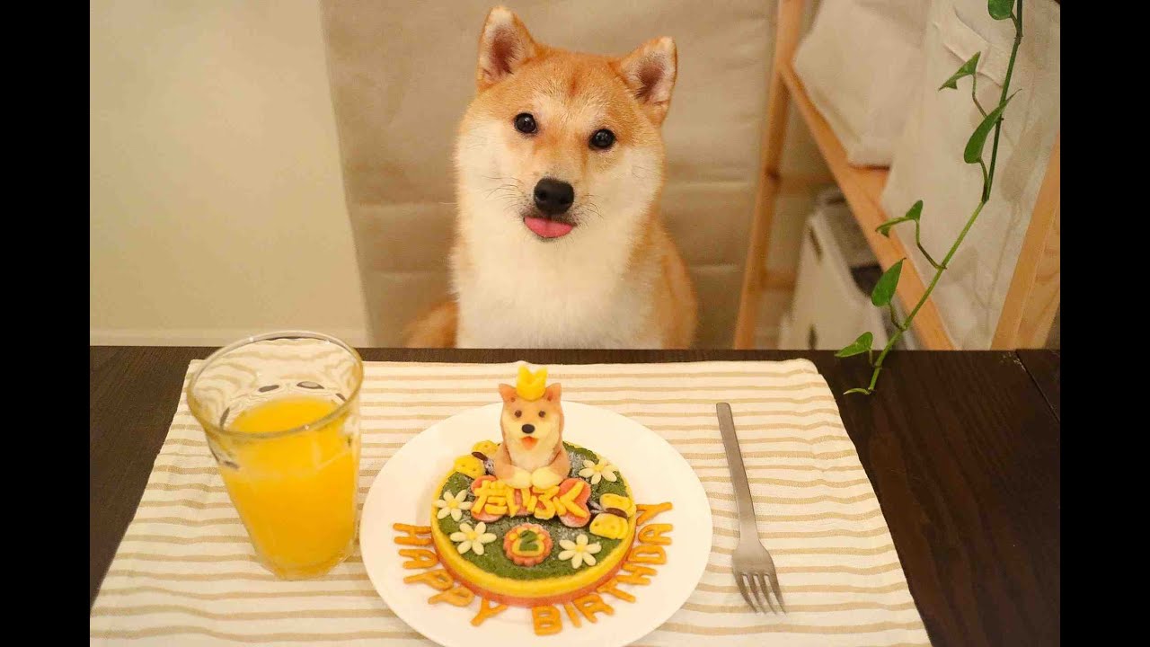 柴犬だいふく２歳の誕生日 犬用ケーキでお祝い Shibainu Daifuku Ate Birthday S Cake Youtube