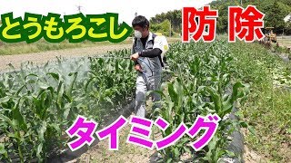 とうもろこし防除タイミングと茄子の芽かき作業やり方など19/6/6＃699