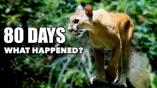 Trail Cam Wildlife! Dry Season vs Wet Season? We Let the Animals Tell the Story!