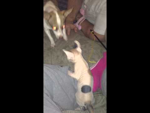 funny-7-week-old-sphynx-kitten-and-chihua-puppy-palying
