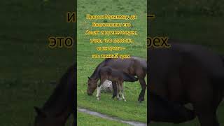 Сплетни, интриги, козни могут разрушить жизнь. Не станьте причиной чьего-то несчастья.Астагфируллах.
