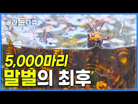 장수말벌 보다 영악한 꿀벌 포식자 5,000마리 등검은말벌 집 초토화 시키기!│극한직업│#골라듄다큐