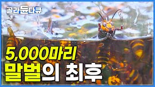 장수말벌 보다 영악한 꿀벌 포식자 5,000마리 등검은말벌 집 초토화 시키기!│극한직업│#골라듄다큐