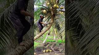 cara mudah namun unik memanen buah kelapa. #shorts