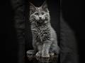 Maine Coon Cats #mainecoonturk #mcocattery #mainecoonbreeders