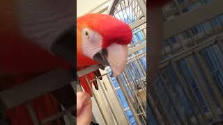 Lola #1 by Happy Birds 174 views 1 year ago 1 minute, 1 second