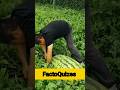 Duniya Ka Sabse Bada Watermelon 🍉 | FactoQuizes