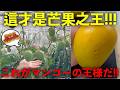 これがマンゴーの王様だぁああああ！！這才是芒果之王！！！！！【附中日雙語字幕】