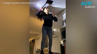 Celebrity Snake catcher wrangles two massive carpet pythons Profile