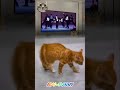 Funny orange cat #catvideos #2024