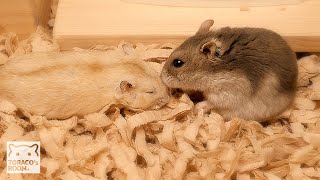 ７児の父こてっちゃん  静かに旅立ちました。【ハムスター】/Goodbye Hamster Cotetsu. Great father of 7 children.