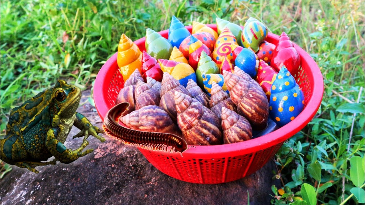 GOKIL‼️MENEMUKAN SIPUT PELANGI, BEKICOT, KODOK, KELOMANG WARNA WARNI