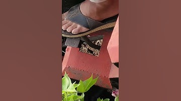 reverse forward rotavator shaktiman