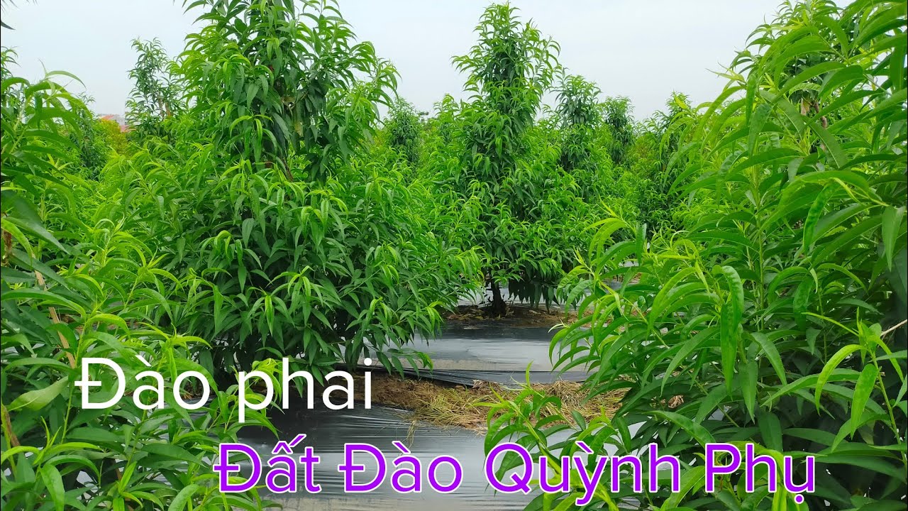 Cắt ngọn đào đợt hai vườn đào cực đẹp