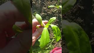 Strawflowers getting planted up. #zone8b #bc #strawflowers #garden #driedflowers