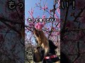 花より団子？初めての河津桜のお花見でパクリｗ【カニンヘンダックス・チョコの日常】Kaninchen Dachshund #shorts