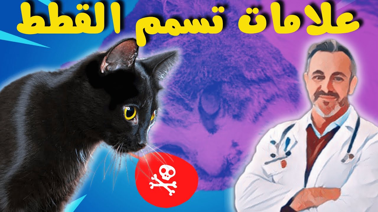 أسرع علاج لتسمم القطط بالمنزل_اعراض التسمم عند القطط