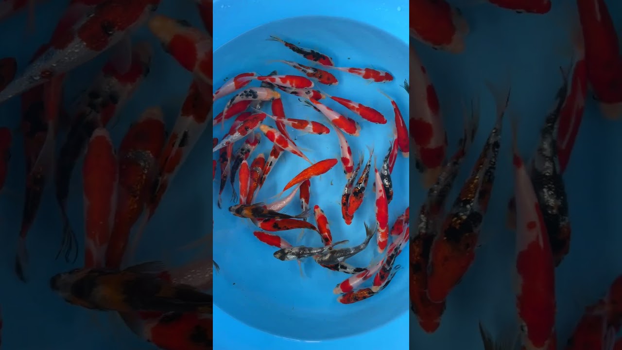 令和七年度 NAMIKIMIX 錦鯉MIX(光り物なし) 50匹 二才 並木養魚場 錦鯉