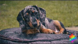 Cute Dachshund Puppy - Jigsaw Puzzles for Kids - Puzzle Planet screenshot 2