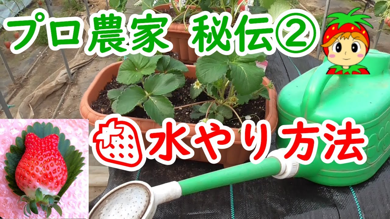 甘い苺の育て方の水やり方法 家庭菜園 自宅でイチゴ狩り Youtube