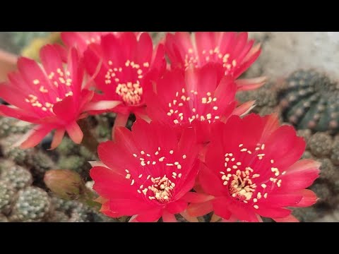 cacto #cactus #flores #cactoflorido#jardim Flores dos meus cactos parte 8 -  thptnganamst.edu.vn