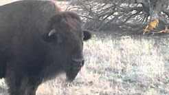 Red Buffalo Ranch in Sedan KS