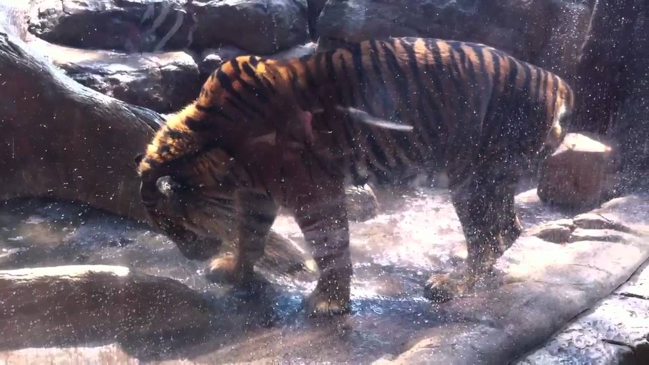 Denver Aquarium Tiger 3 YouTube