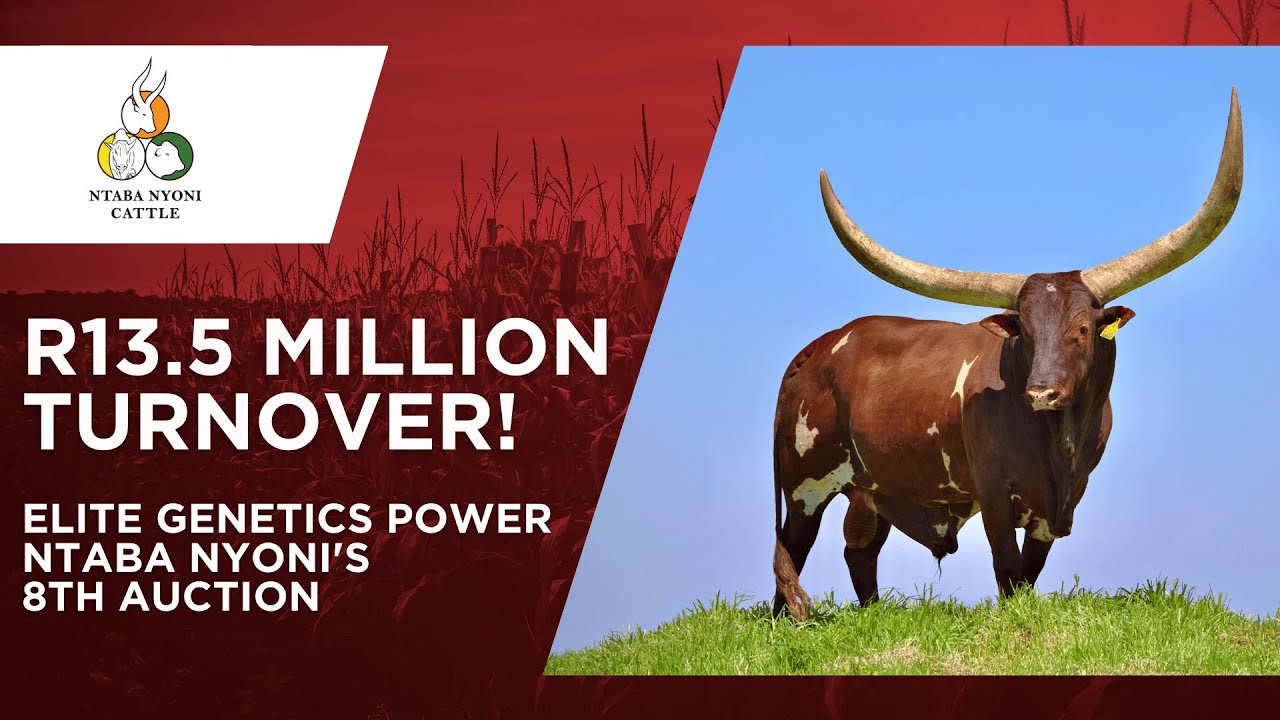 More than R13 million for top-tier genetics at 8th annual auction