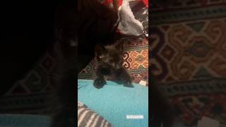 Bir Bakışta ‘Beni Bırakma’ Dedi… 🐱💛
