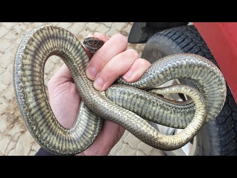 Mole Snake rescued from a construction site in Montague Gardens, Cape Town