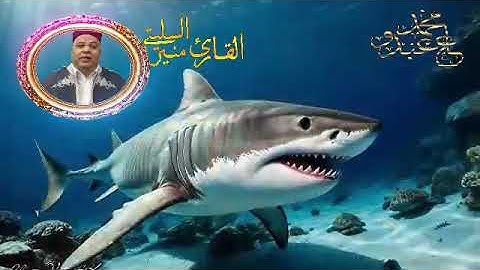 سورة   الاحقاف  -* قالون عن نافع المدني -- الشيخ منير السليتي