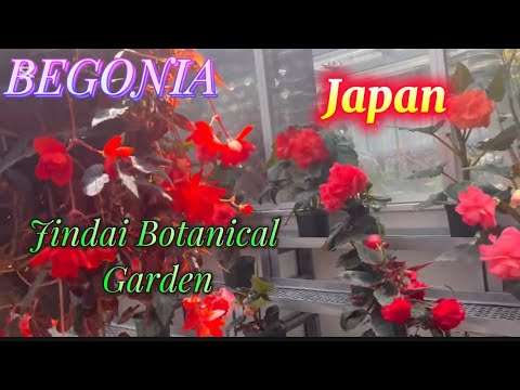BEGONIA JINDAI BOTANICAL GARDEN JAPAN