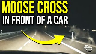Moose Tried to Cross in Front of a Car Driving at 70 KM/H but Driver Managed to Avoid It