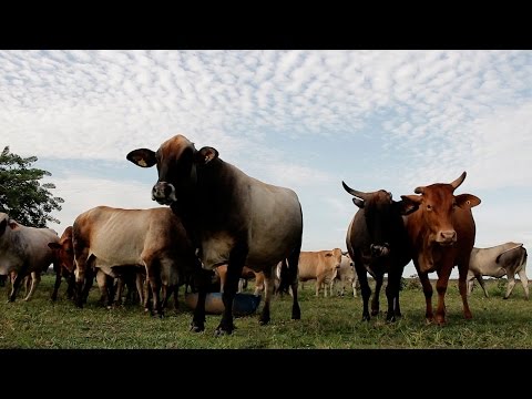 Vídeo: La ramaderia i el cultiu mixt és comercial o de subsistència?