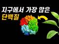 광합성의 치명적인 문제점!｜가장 많지만 바보 같은 단백질, 루비스코 이야기