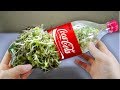 Using a coca cola bottle to grow bean sprouts at home - Amazing life hack!