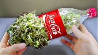 Using a coca cola bottle to grow bean sprouts at home - Amazing life hack!