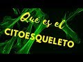 ¿QUÉ ES EL CITOESQUELETO?