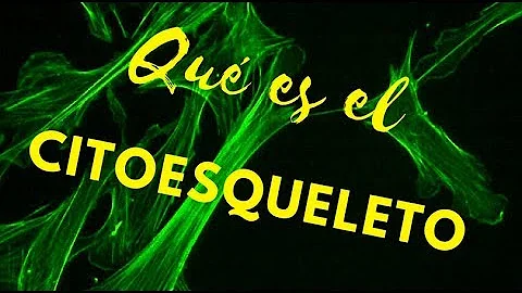 Quais são os principais componentes do citoesqueleto de uma célula muscular esquelética?